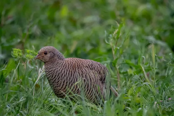 Otların arasında bir erkek sülün.