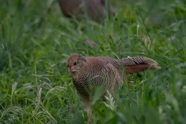 Otların arasında bir kuş