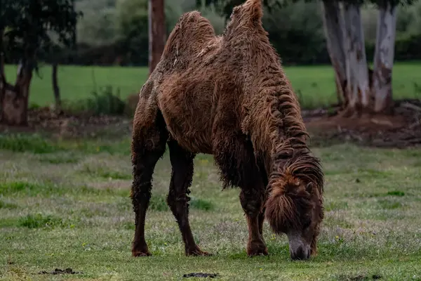 Tarlanın ortasında bir deve, hayvanat bahçesinde bir hayvan.