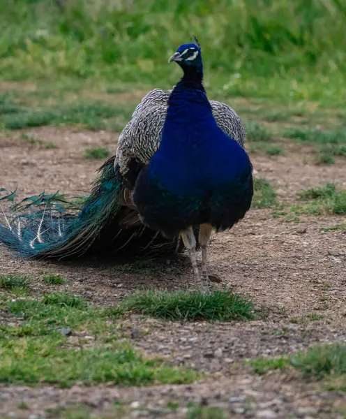 tavuskuşu yeşil çimlerde