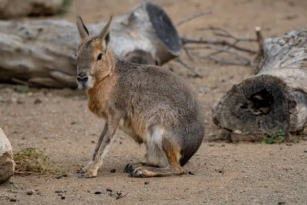 Çölde genç bir kanguru