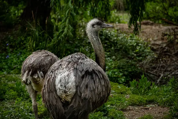 Hayvanat bahçesindeki güzel beyaz devekuşu.