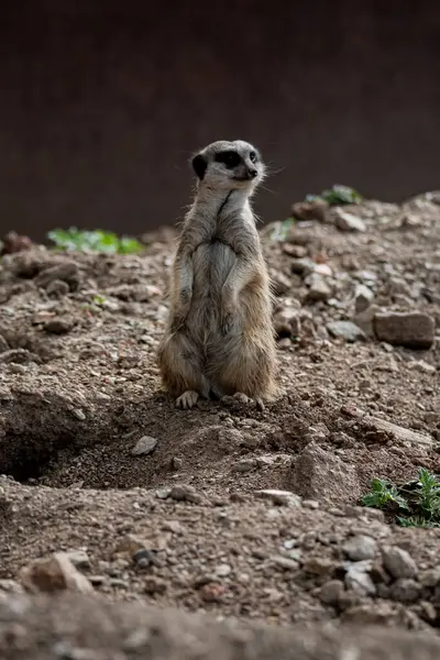 Avrupa mirketi, icicata suricata. Hayvanat bahçesindeki küçük hayvan.