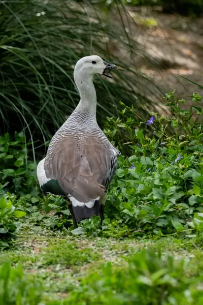 Beyaz bir kazın çimenlikteki yakın çekimi.