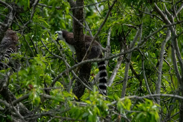 İki siyah ve bir ağaçtaki beyaz sincap.