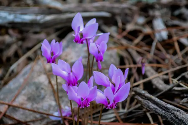 Ormandaki orkide çiçeği, ceset.