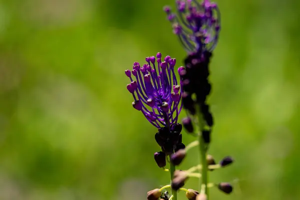 Ormandaki orkide çiçeği, ceset.