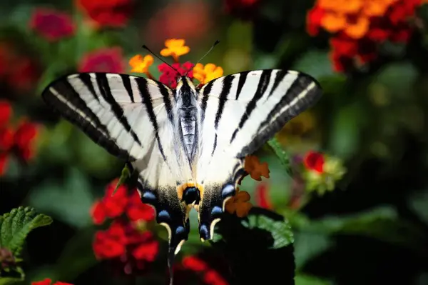 Bitkinin üzerindeki kelebek, Flora