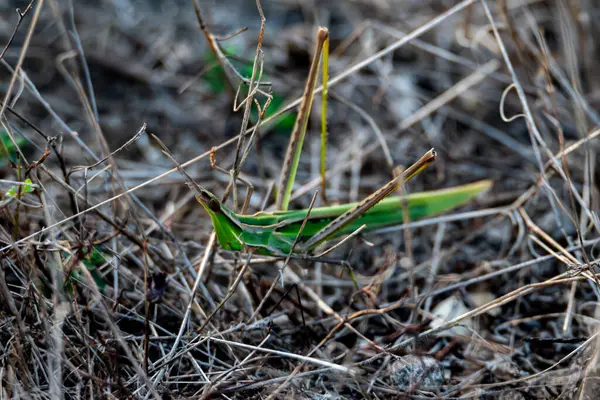 Ormandaki yeşil bitki