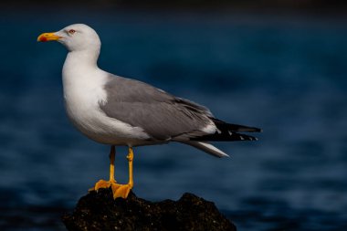 Bird A seagull observes in France