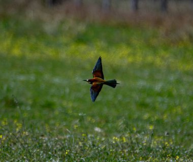 Bird A European bee-eater observed in France