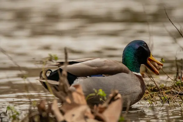 Bird A mallard observed in France