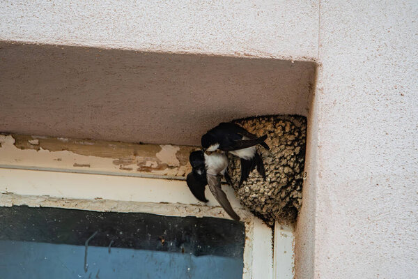 bird a swallow's nest observed in France, Corsica