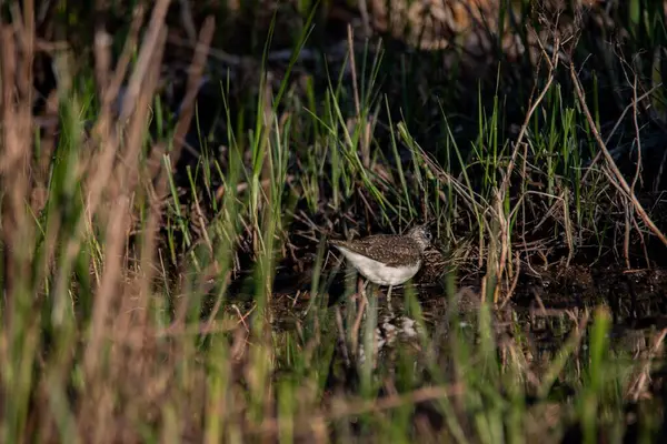 bird a white-tailed sandpiper observed in France