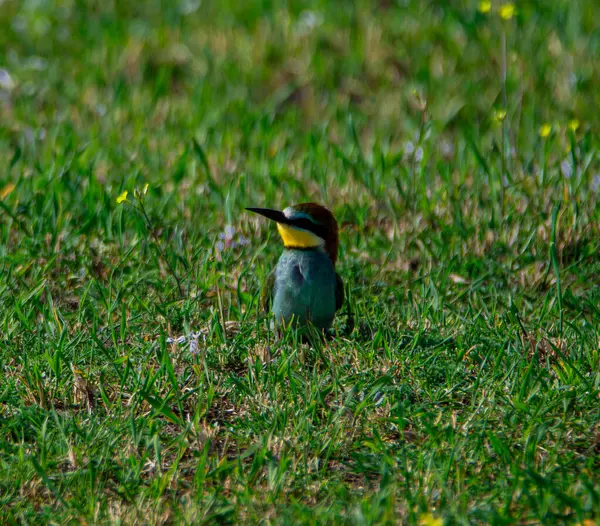 Bird A European bee-eater observed in France