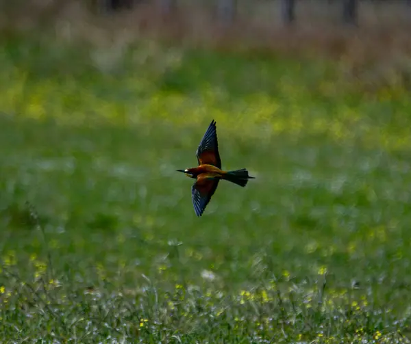 Bird A European bee-eater observed in France