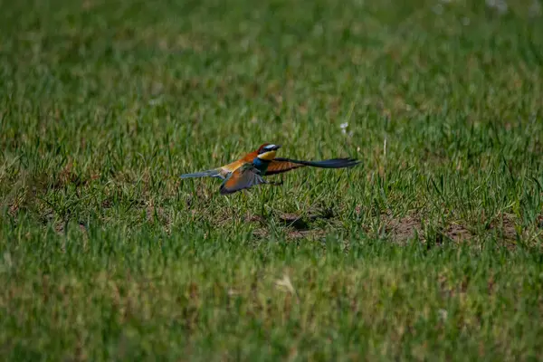 bird a European bee-eater observed in France