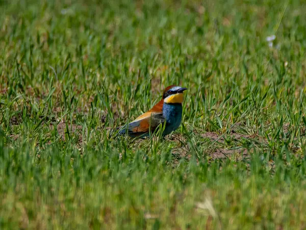 Bird A European bee-eater observed in Franceeeeeeeeeeeeeeeeeeeeee