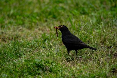 bird a blackbird observed in France