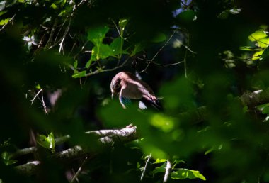 bird an oak jay observed in France