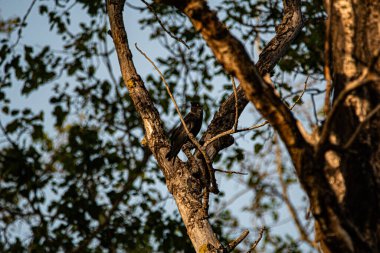 Bird of the Chouacas des Tours observed in France