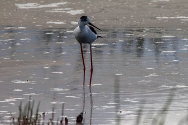 Bird in the lake, observing in Corsica, France, the white ehasse