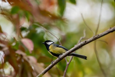 Bird, a Chambonnaire chickadee in Corsica, France