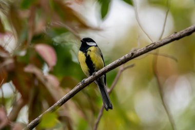 Bird, Chouacas des Tours observed in Corsica, France