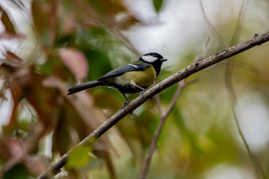 Bird, Chouacas des Tours observed in Corsica, France
