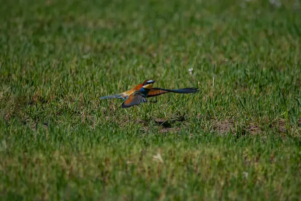Bird A European bee-eater observed in France