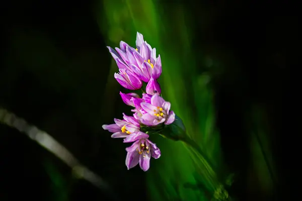 Pink Garlic Flower Plant