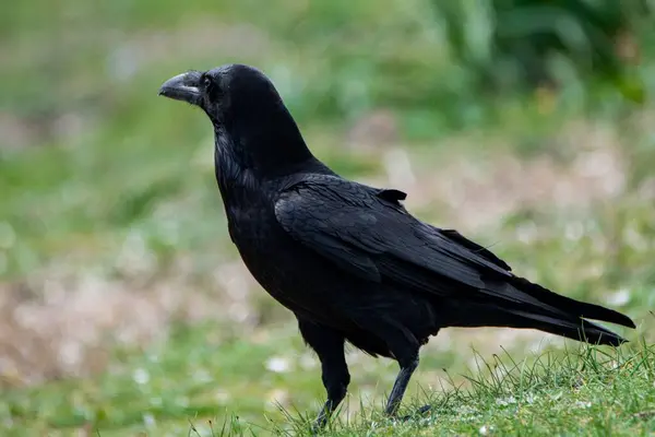 Çimlerde karga, doğa