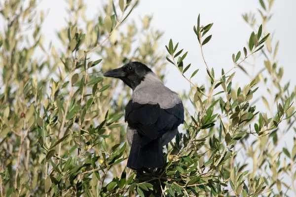 Ormanda siyah bir karga