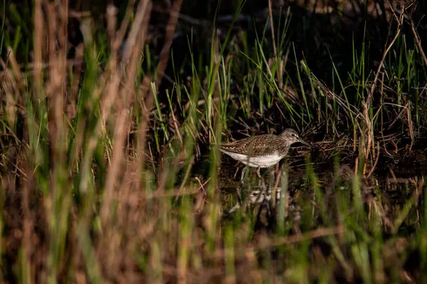 Bird, Leach's Sandpiper observed in Corsica, France