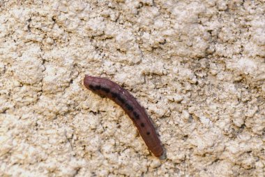 Kumda bir tırtılın yanına.