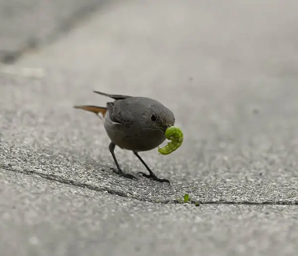 Parkta yaprak yiyen bir kuş.