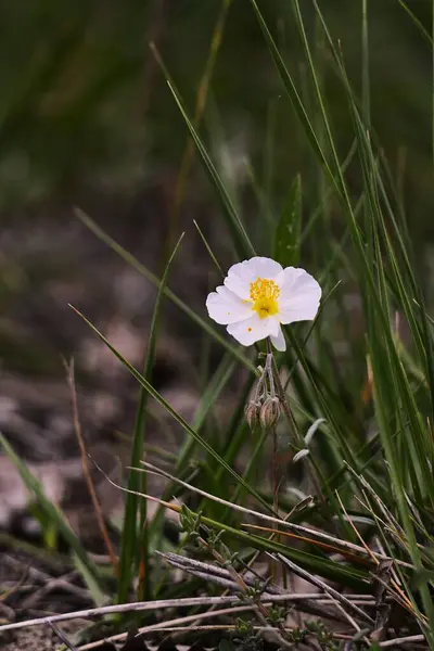 Bahçedeki güzel çiçekler