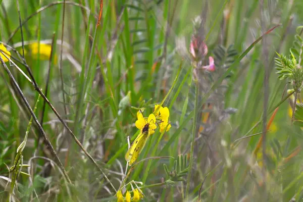 Bahçedeki güzel çiçeğe yaklaş.