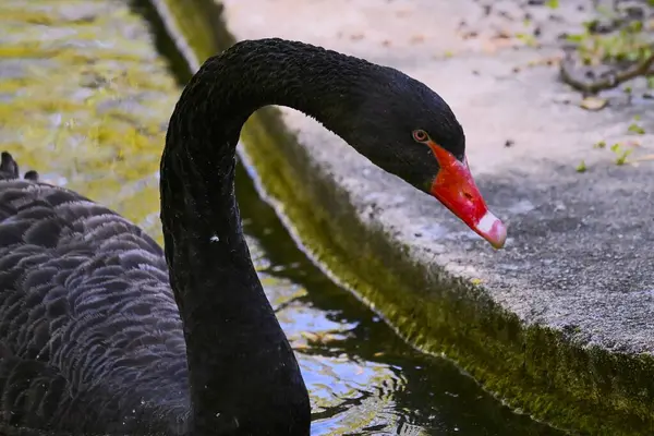 Gölde güzel bir kuğu