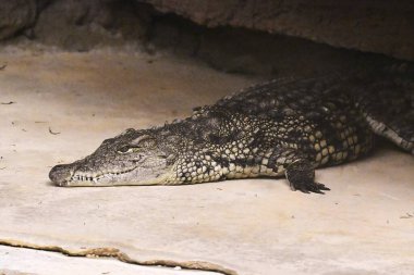 Hayvanat bahçesinde timsah