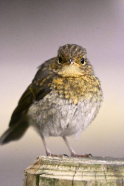Yakın çekim - Güzel kuşun doğal ortamdaki görüntüsü