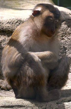 Maymunun doğadaki yakın çekimi.