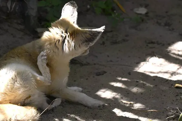 Hayvanat bahçesindeki kedi, hayvan