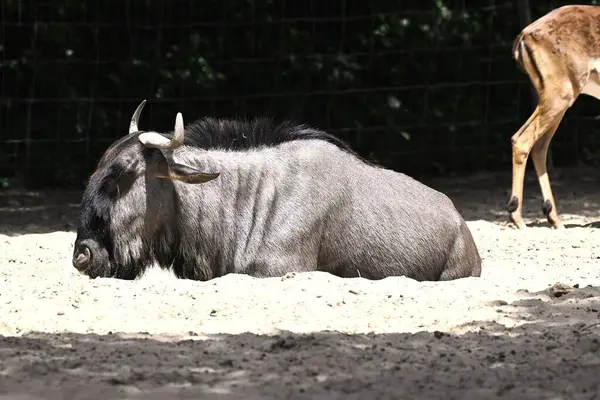 Afrika bozkırlarındaki vahşi antiloplar.