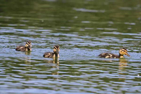 Sarı greling doğal yaşam alanında