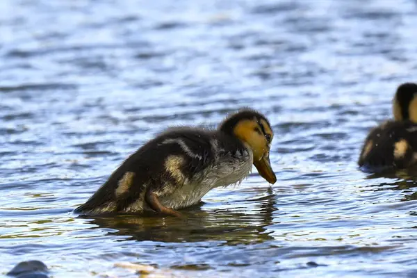 Ördek suda yüzüyor.