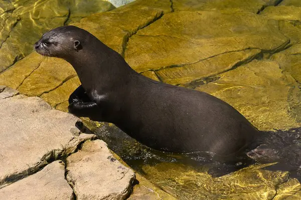 Lizbon 'da bir hayvanat bahçesinde fok balığı