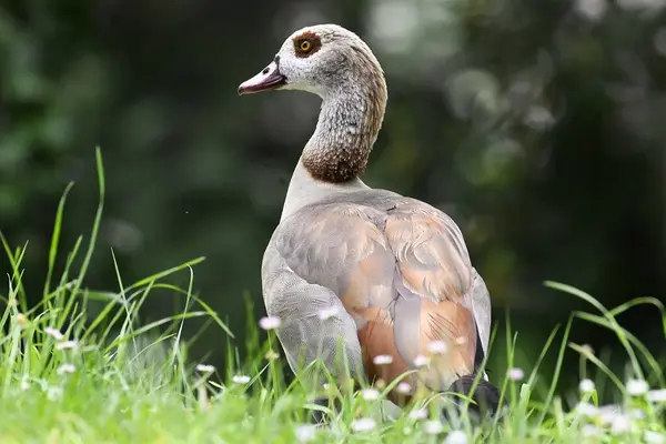 Güzel bir kuşun yakın çekimi.