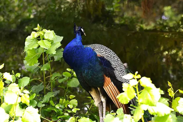 Hayvanat bahçesindeki tavus kuşu
