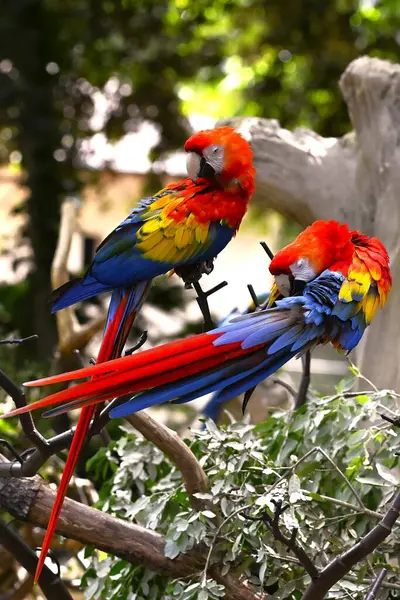 Hayvanat bahçesindeki ağaç dalında renkli makrolar